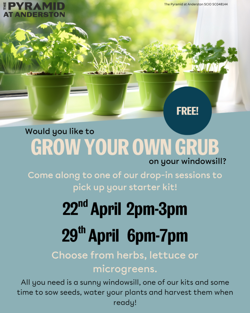 small green plants on a windowsill